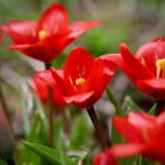 Euroflora 2025, dal 24/04 – 04/05/2025 a Genova!