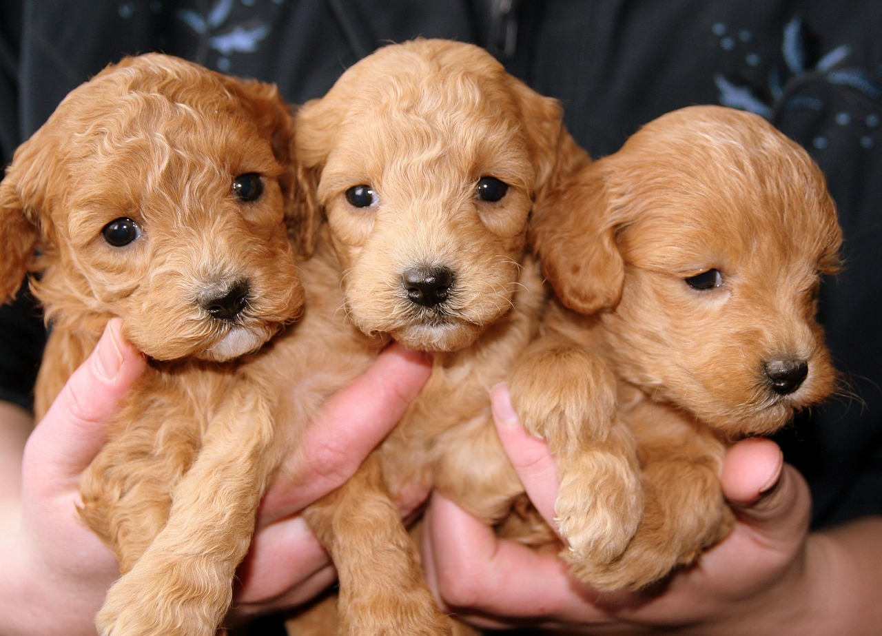 puppies, golden, doggies, brown puppy, puppies, puppies, puppies, puppies, puppies-688425.jpg